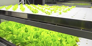 prolight-plant-growing Prolight Plant Growing